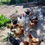 Farma Lesna Grabie Polskie
